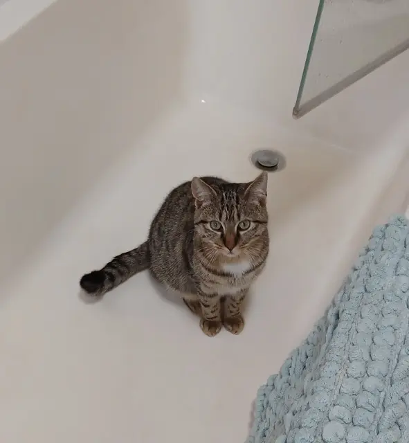 chat lost   18000 Bourges Vaïno