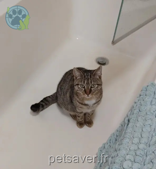 gatto perso 18000 Bourges Vaïno gatto lost 18000 Bourges Vaïno