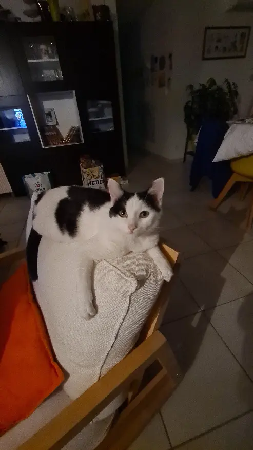 Chat Perdu 18 Cher - Velcro Chat Perdu 18 Cher - Velcro