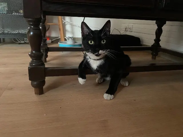 chat lost   18230 Saint-Doulchard Velours