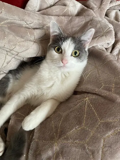 chat lost   18000 Bourges Volt