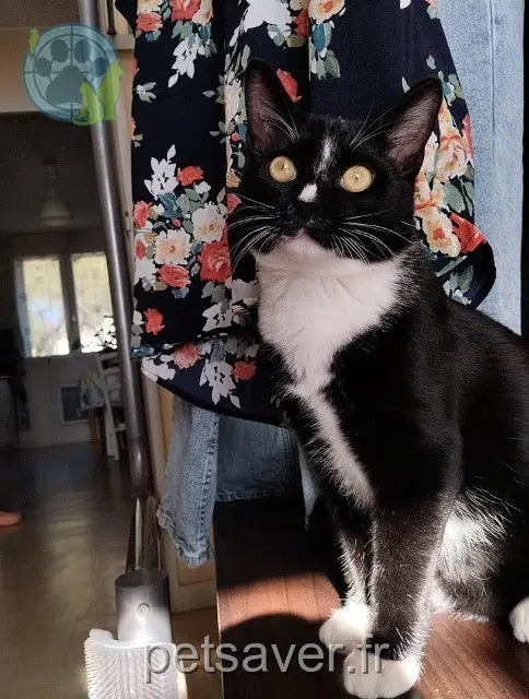 chat lost 18000 Bourges Yuri