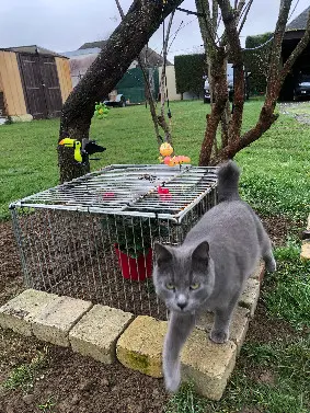 Chat Perdu 18 Cher Chat Perdu 18 Cher