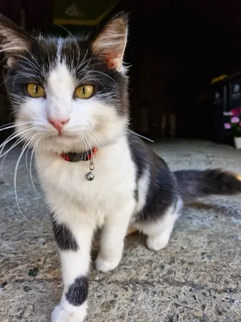 chat lost   19350 Concèze Aston