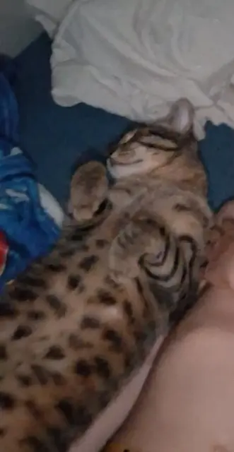 chat lost   19100 Brive-la-Gaillarde Bébé