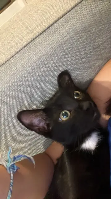 chat lost   19100 Brive-la-Gaillarde Croquemou