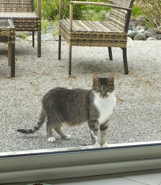 chat lost   19330 Saint-Germain-les-Vergnes Dewee