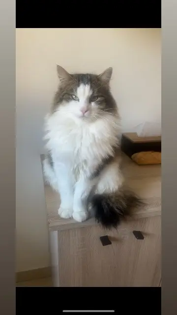 chat lost   19200 Ussel Dobby