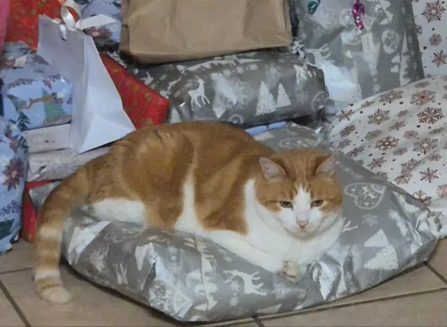 chat lost   19500 Collonges-la-Rouge Kiwi