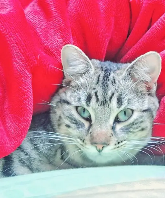 chat lost   19410 Perpezac-le-Noir Kosmos