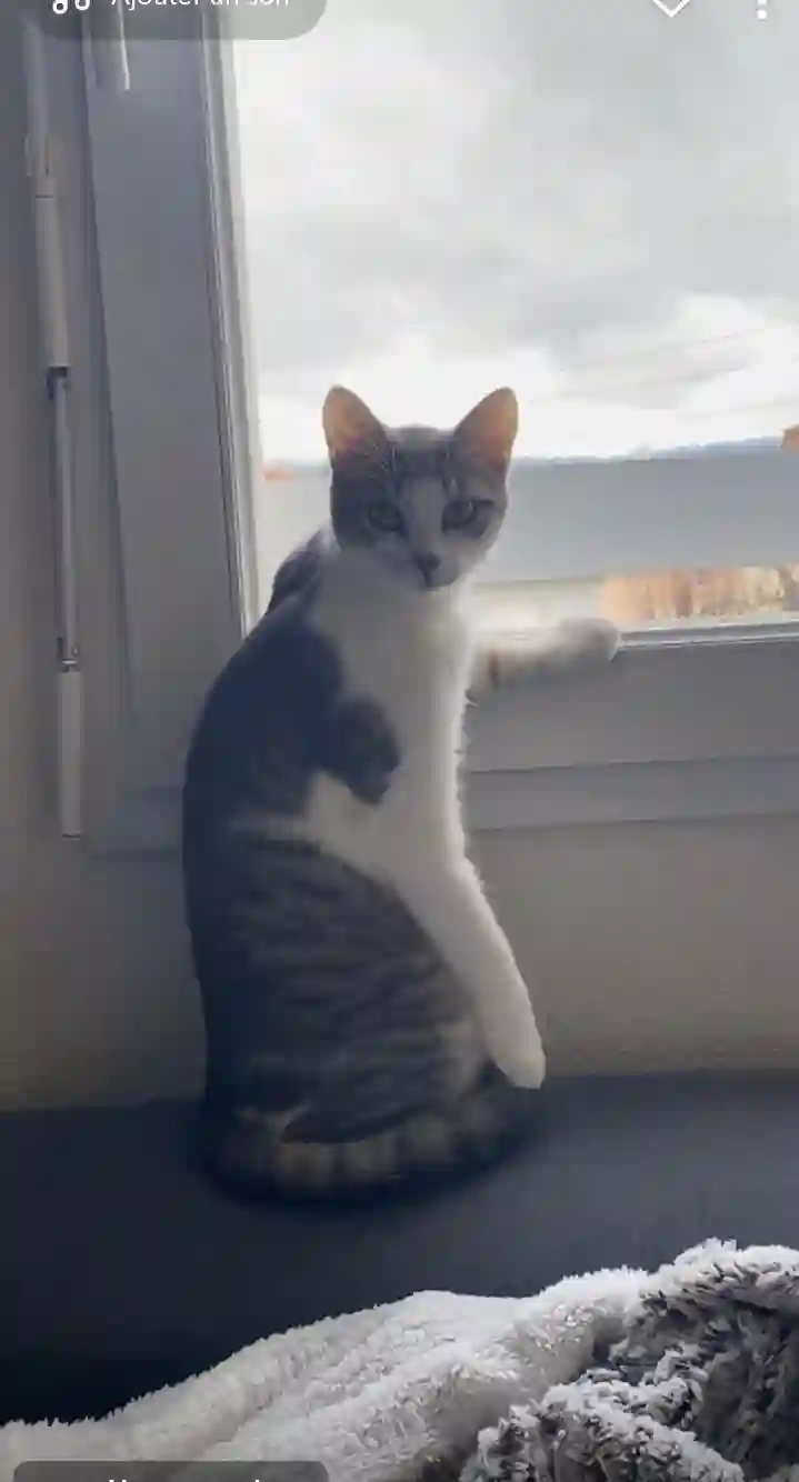 Chat Perdu 19 Corrèze Malemort Chat Perdu 19 Corrèze Malemort