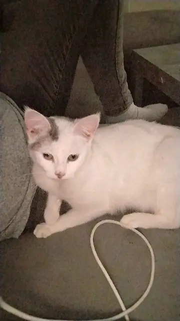 chat lost   19360 Malemort Jasmine