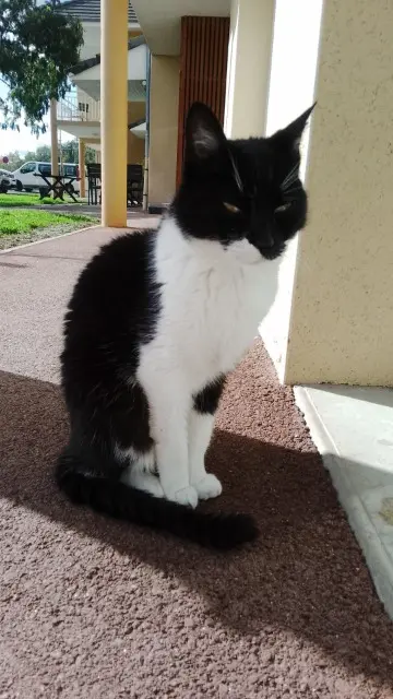 chat lost   19360 Malemort Pomme