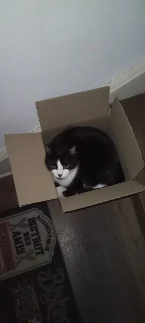 chat lost   19360 Malemort Tao