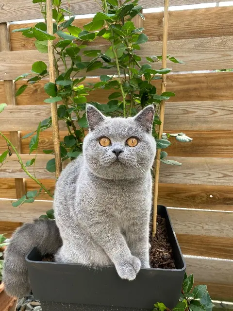 chat lost   19100 Brive-la-Gaillarde Mozart