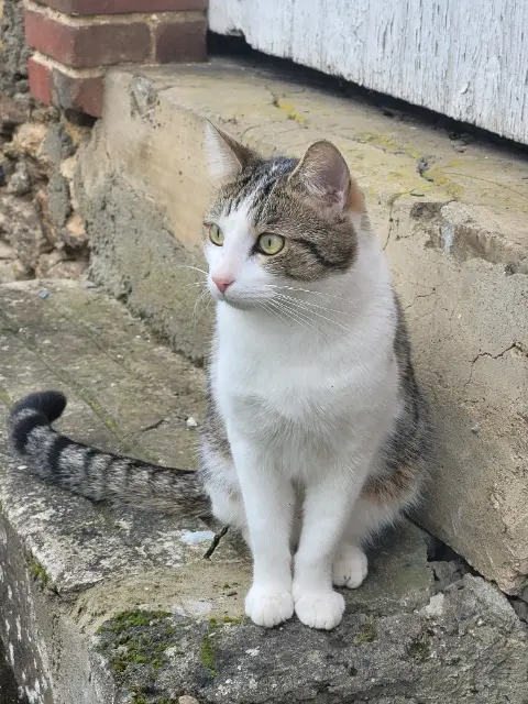 chat lost   19230 Arnac-Pompadour Neko