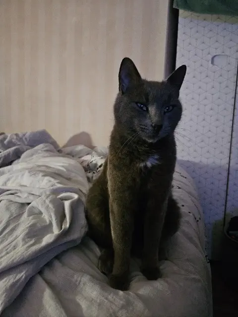 chat lost   19250 Meymac Ozyr