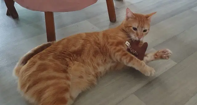 chat lost   19700 Seilhac Rocket