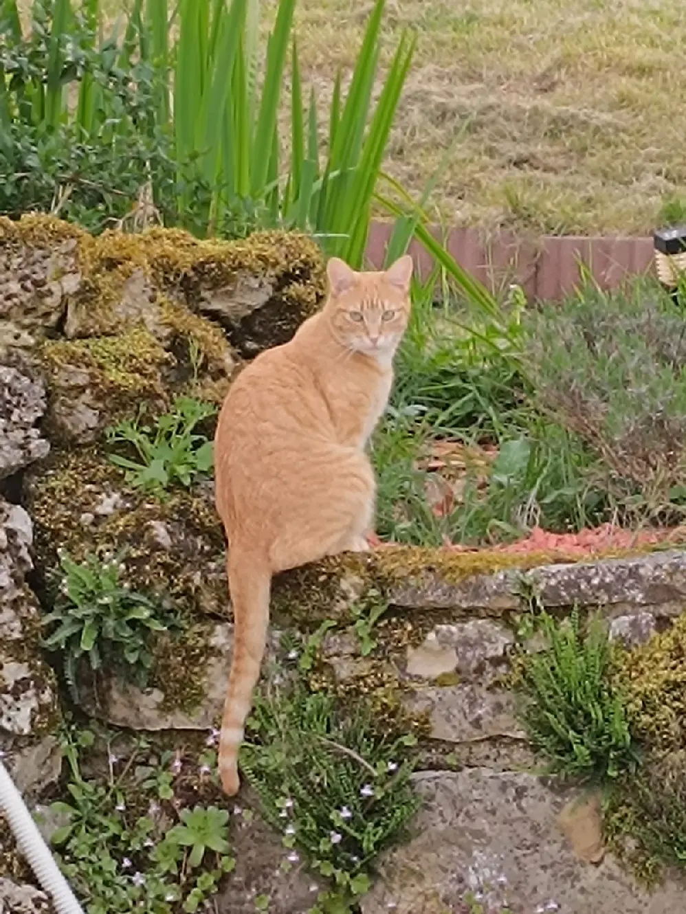 Chat Perdu 19 Corrèze - Roux Chat Perdu 19 Corrèze - Roux