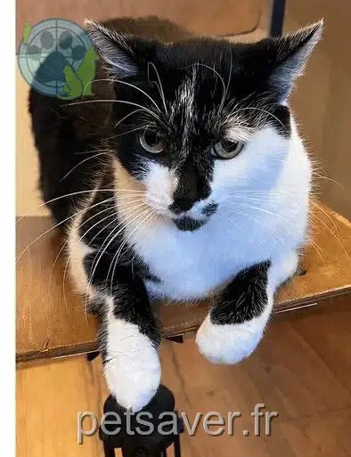gato lost   19100 Brive-la-Gaillarde Rox