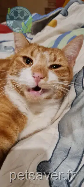 chat lost   19510 Benayes Semeion