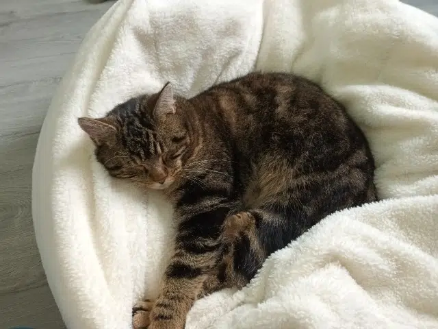 chat lost   19700 Seilhac Simba