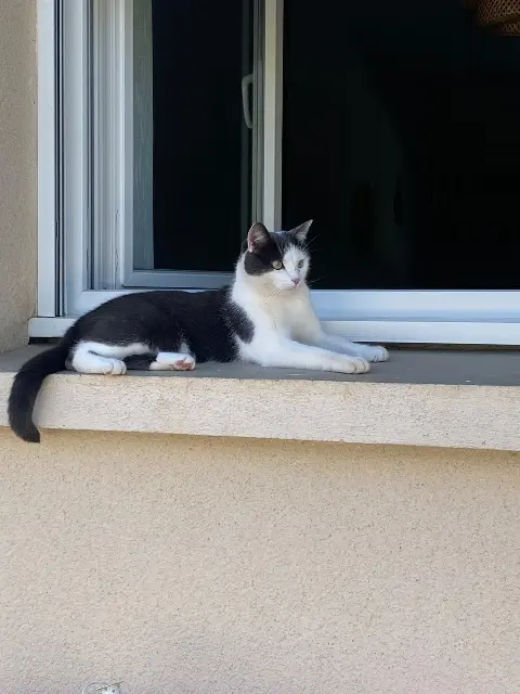 chat lost   19700 Saint-Clément Suky