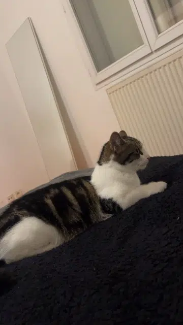 chat lost   19270 Ussac Sécou