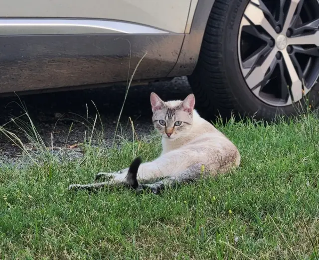 chat lost   19270 Donzenac Tigrou