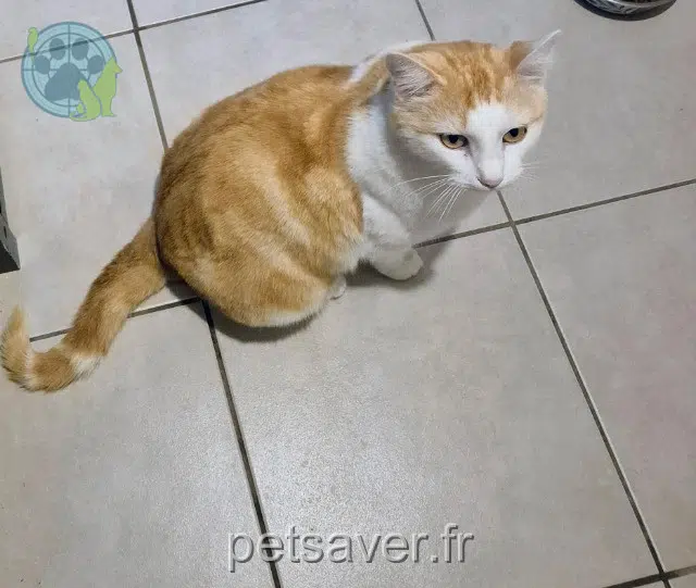 gatto lost 19600 Saint-Pantaléon-de-Larche Tommy
