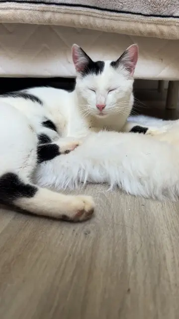 chat lost   19700 Saint-Clément Zelda