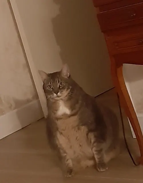 chat lost   19310 Saint-Robert Zouzou