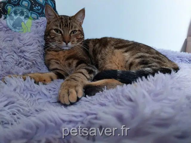 chat lost   21310 Beire-le-Châtel Aloy