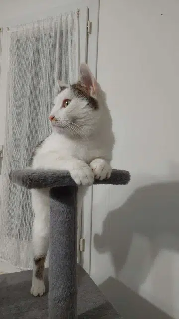 chat lost   21190 Meursault Artiste