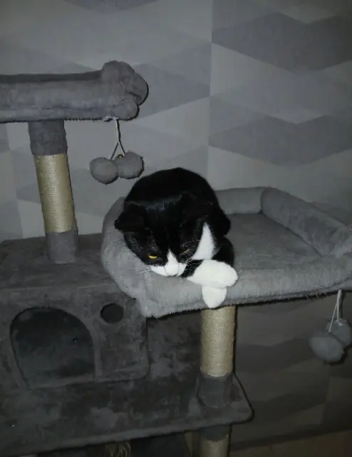 chat lost   21500 Montbard Artus