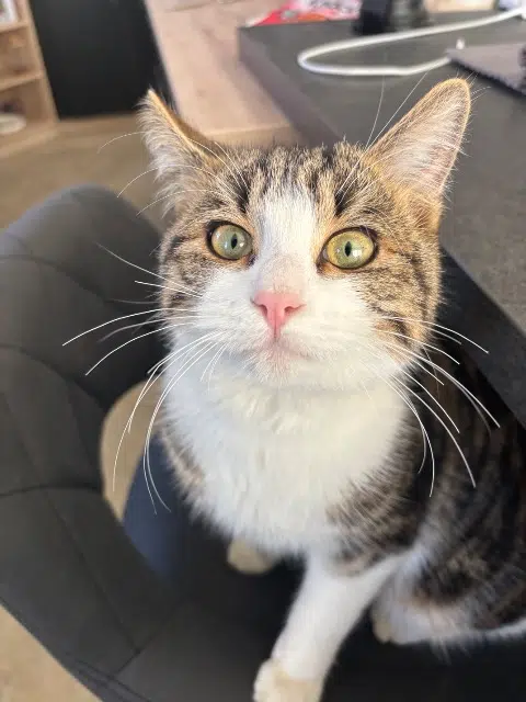 chat lost   21200 Combertault Bibou