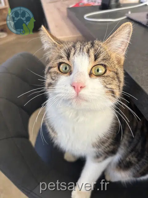 chat perdu 21200 Combertault Bibou chat lost 21200 Combertault Bibou