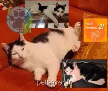 chat lost   21700 Meuilley Bibou