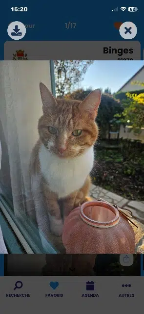 chat lost   21270 Binges Biscotte