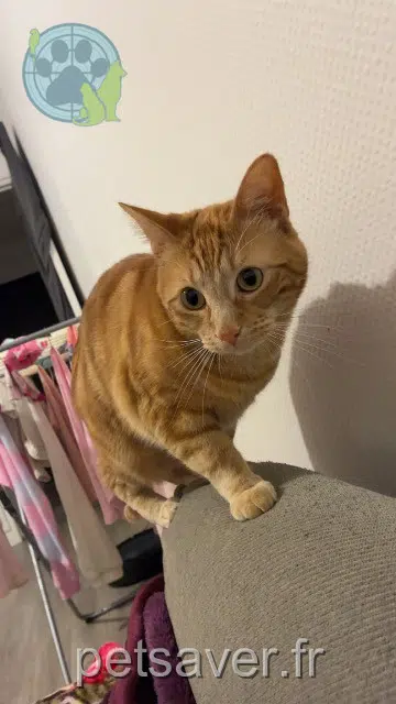 chat lost   21120 Is-sur-Tille Booba