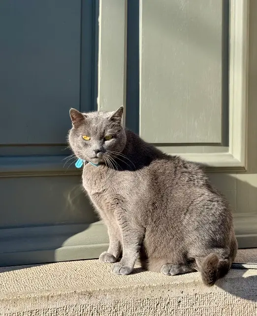 chat lost   21200 Chorey-les-Beaune Bouly