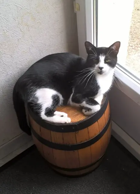 chat lost   21440 Saint-Martin-du-Mont Bounty