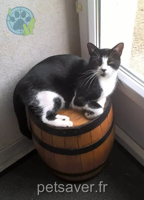 gatto perso 21440 Saint-Martin-du-Mont Bounty gatto lost 21440 Saint-Martin-du-Mont Bounty