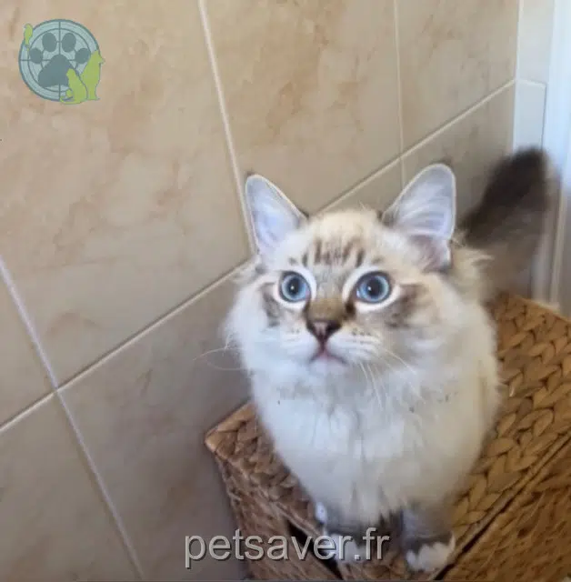 chat lost 21610 Saint-Seine-sur-Vingeanne Bowie