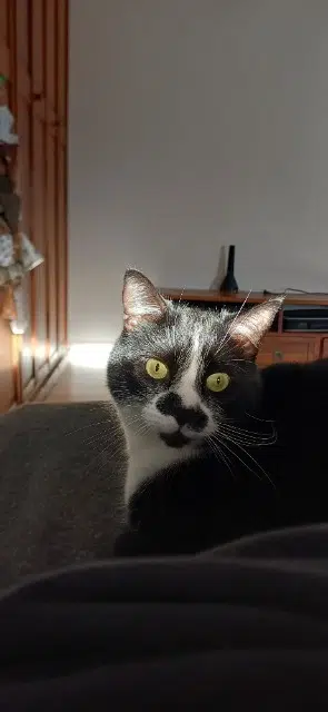 chat lost   21220 Fixin Bémol