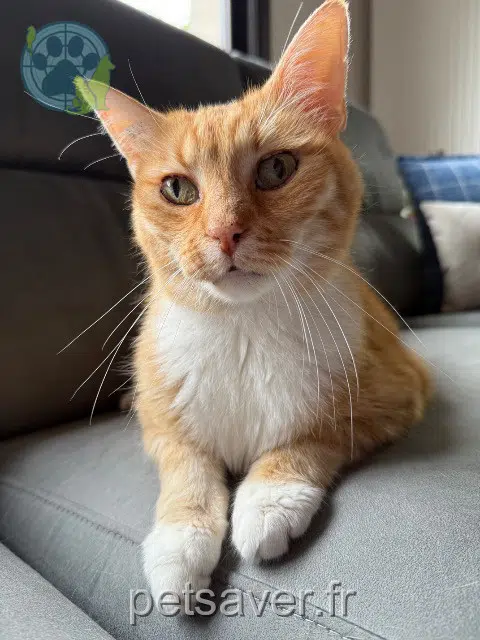 chat lost   21240 Talant Caton