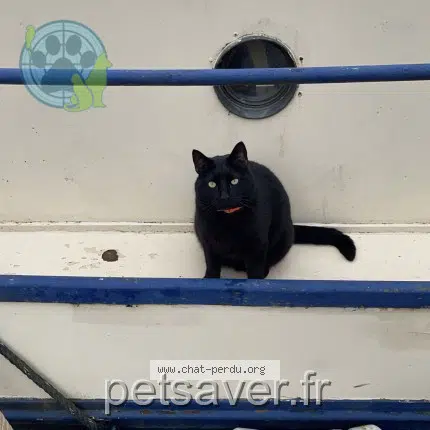 chat lost   21370 Velars-sur-Ouche Chamallow