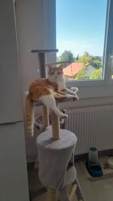 chat lost   21800 Sennecey-lès-Dijon Chamallow