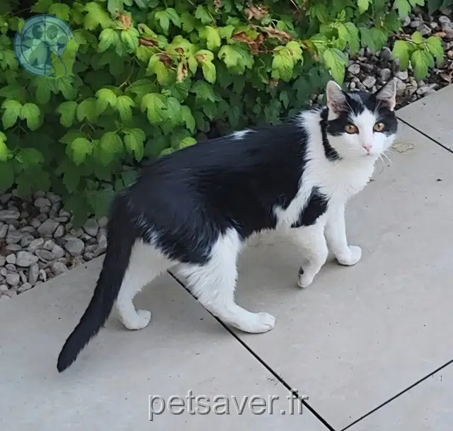 gatto lost 21560 Arc-sur-Tille Chouchou