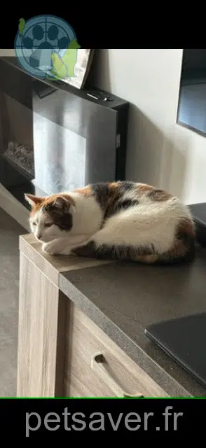 Kater lost 21200 Bligny-lès-Beaune Cleopatte
